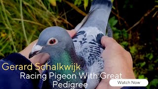 Gerard Schalkwijk | Top Class Racing Pigeon From Best Breeder Pigeons | Racer Kabootar | Kalapati