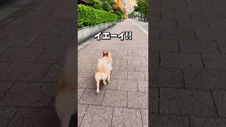 お散歩の時に「1」「2」とつい掛け声かけちゃう #犬 #チワワ #お散歩