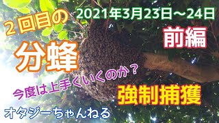 日本みつばち ５番巣箱 強群 北の新母越冬群 第二分蜂 前編 2021年3月23日～24日