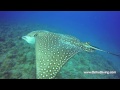 eagle ray in hawaii incredible close up manta ray dive