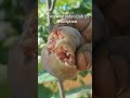 fig fruit harvesting trending terracegardenharvest gardendesign trendingshorts gardenideas