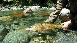 Fly Fishing New Zealand - TROUT on one the finest backcountry rivers around.