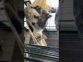 【保護猫あんころもち】2024.04.01 02 元気になったニャンズ shorts