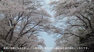 車から見る千葉県桜スポット 小林牧場の桜並木【印西市】