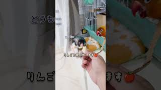 ボタンインコ　ウロコインコ　今朝の様子　落ち着いている御二人　2024.10.19