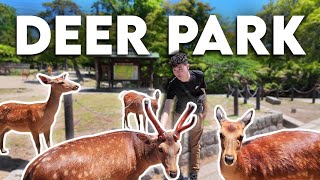 Nara Deer Park, Japan's Wildlife City