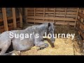 Onto Greener Pastures | Realistic Small Farm Life | Horses | Severe Laminitis