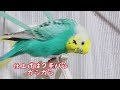 ハンガーにツボるインコ　 セキセイインコ