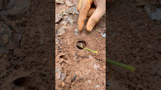 Amazing skills fire ants sting cricket insect is so cool