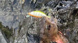 【魚釣り・桂川】今シーズン最終釣行！