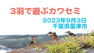 野鳥観察日記　3羽のカワセミが遊んでる？　威嚇？　親子？兄弟？姉妹？　2023年9月3日　富津市