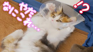 子猫が初めてのエリザベスカラーに気付いてしまった様子がこちらです