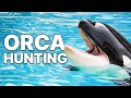 Orca Hunting | Captive Orcas | Animal Cruelty | Documentary