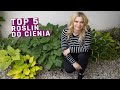 Moje TOP 5 roślin do cienia- w tym obficie kwitnące!