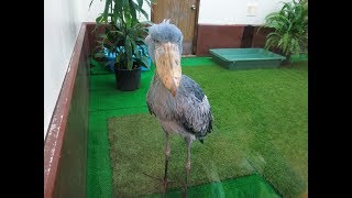 shoebill、松江フォーゲルパークのハシビロコウ、その２