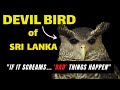 The Devil Bird of Sri Lanka