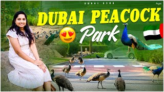 దుబాయ్ లో Peacock Park కోసం మీకు తెలుసా? Dubai Usha | Telugu Gulf Vlogs