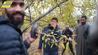 Kashmir Pruning Camp by Jittu Chowhan Orchardists #pruning #orchadist #kashmiriapple #himachali