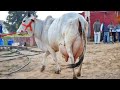 Worlds Biggest Udder Tharparkar Cow || Tharparkar Gay || Video Documentary By AJ Cattle info