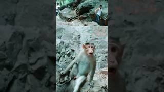 😆కోతిఒక షాట్ ఇచ్చింది #monkey #funny #video #youtubeshorts #shorts #trendingvideo #viral #indian