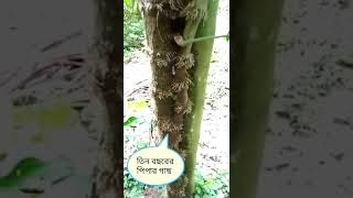 তিন বছরের পিপার গাছ,  পিপার গাছটি ৫০০০ টাকায় বিক্রি হয়েছে। Piper Cultivation