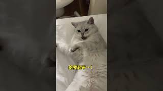 给！我！起！来！不准睡 记录猫咪日常 这是我的小猪猫 傻猫的日常 你家猫猫也会这样吗