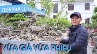 Chỉnh sửa và định hình một cốt sanh cực già cực phiêu | NamLe Bonsai