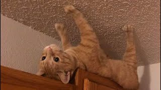 Shitpost Status Compilation 50
