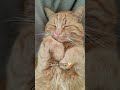 А ваші котики люблять гратися Сьогодні @cat poet мав настрій на тигдик😄 cat catlover