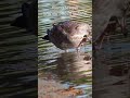 นกนางนวลแคลิฟอร์เนีย ส่องนกธรรมชาติสวยงามใกล้ๆ close up of california seagull.