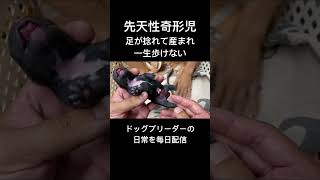 【犬の奇形】足が捻れ一度も歩く事なく生涯を終える子犬#フレンチブルドッグ #病気#ペット