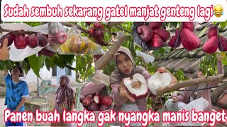 KANGEN PANEN JAMBU JAMAIKA  DAN LANGSUNG MAKAN ATAS POHON || KECIL TAPI CABE RAWIT MANIS POLL