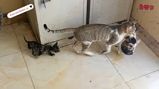 Mother Cat Rescues the Baby Cats from Wild Cat | Cute cat videos | Funny cat videos | Cats videos