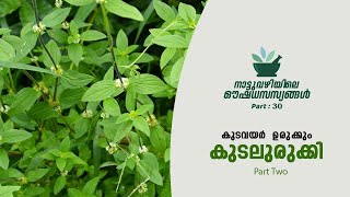 കുടവയർ കുറയ്ക്കാൻ കുടലുരുക്കി- ഭാഗം 2 | നാട്ടുവഴിയിലെ ഔഷധ സസ്യങ്ങൾ | Part 30