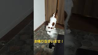 お帰りなさいませ！尻尾フリフリの後姿。キャバリアキングチャールズスパニエル Cavalier King Charles Spaniel犬 #dog #犬