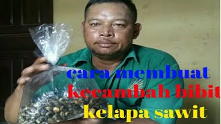 cara memilih popok dan buah sawit untuk di jadikan bibit part 4