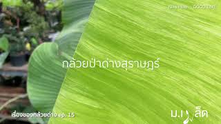 เรื่องของกล้วยด่าง EP 15 อัพเดตกล้วยทุกสายพันธุ์จัดหนักจัดเต็ม!!