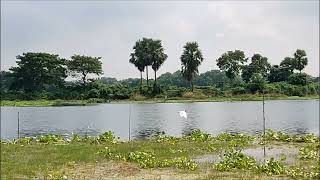 বক! Heron in the village site of Bangladesh