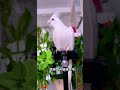 夏日萌友季 快分享计划 神奇动物在快手不一样 @我要上热门 cuteparrot parrot birds