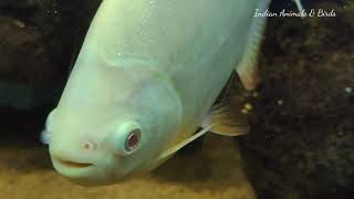 Beautiful Pacu fish video || fish video