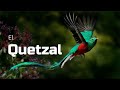 ALL ABOUT THE QUETZAL