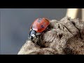 Zevenstippelig lieveheersbeestje/Seven spotted ladybug (Coccinella septempunctata)