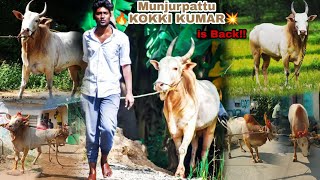 💥 Munjurpattu Kokki Kumar..uu...is Back!!🔥 Collection's