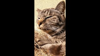 トイレの横で何かを訴えながら鳴くさくらねこ 野良猫 感動猫動画 #Shorts