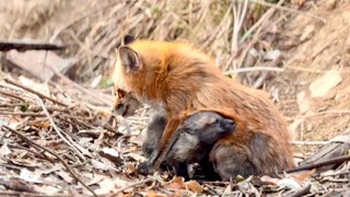 دموع في عيني! عندما عدت لرؤية الثعلب الصغير 🦊، شهدت لحظة مؤثرة بشكل لا يصدق... 😢❤️