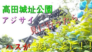 高田城址公園紫陽花 ～蓮も凄い事になってたよ～