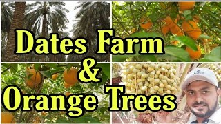 Orange and dates farm| Cultivation Qassim| ഈന്തപ്പനത്തോട്ടം,ഓറഞ്ച് കൃഷി സൗദി|Saudi Pravasi Malayalam