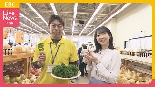 【パセリ】ご飯のお供にも。栄養価がとても高い野菜【ベジ得】