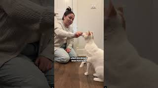 Training Your Cat To High Five The Pack