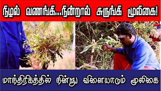 நின்றால் சுருங்கி...நிழல் வணங்கி மூலிகையின் மந்திரிக மகத்துவங்கள் | 63827 31468 | Endrum Anmeegam